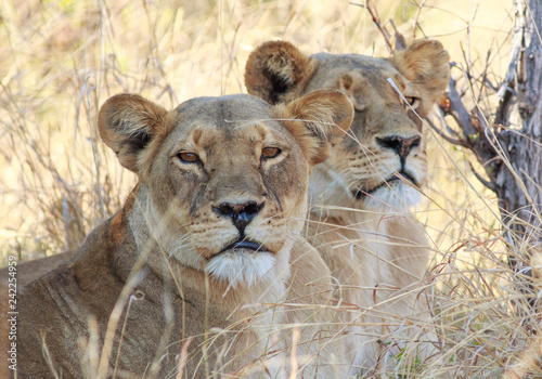 Fotografie, Obraz Close up of an African Lioness (Leo Panthera) resting on dry grass looking directly into camera, with another in the background