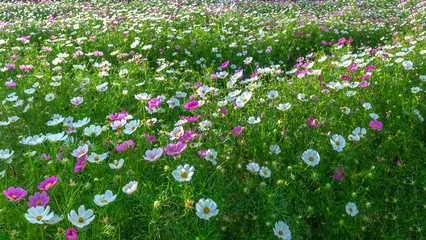 Wall Mural - Cosmos bipinnatus flowers shine in the flower garden with colorful shimmering bonsai and beautiful. This flower is like stars sparkling in the sky