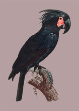 Goliath Cockatoo