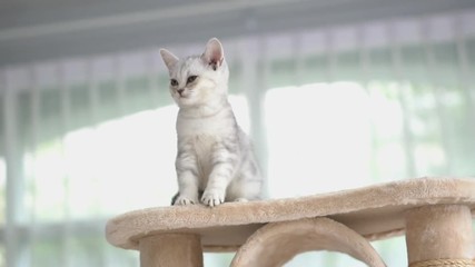 Poster - Cute American short hair kitten playing on cat tower 