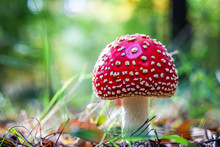 Fly Agaric Mushroom In The Forest