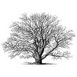 © Ingk - Tree Oak Engraving Vintage Vector Illustration