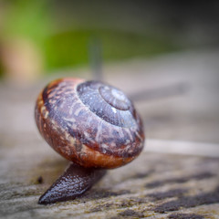 Snail crawling on a wooden surface towards blurred background.