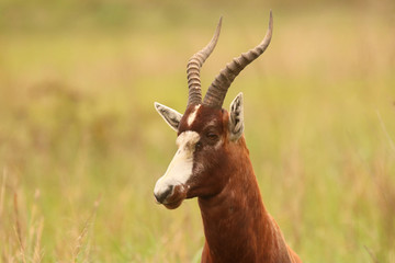 Wall Mural - African Blesbok in the African bush veld