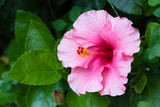 Fototapeta Kwiaty - Hibiscus  is in garden.It is beautiful flower.Petal is blooming.