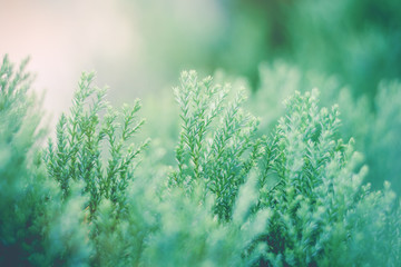 Aufkleber - Green leaf in garden green plants close up for re fresh nature landscape background or wallpaper.