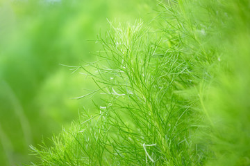 Poster - Green leaf in garden green plants close up for re fresh nature landscape background or wallpaper.