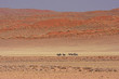 Oryx for der Elimdüne im Namib-Naukluft-Nationalpark in Namibia