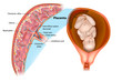 Placental structure and circulation. 