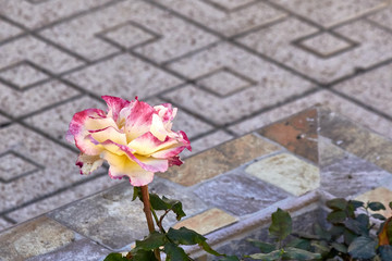 white rose nature