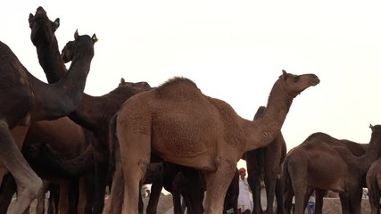 Wall Mural - Large herd of camels in desert Thar during the annual Pushkar Camel Fair near holy city Pushkar, Rajasthan, India. This fair is largest camel trading fair in the world