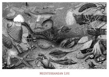 Vintage Engraving Of  Mediterranean Underwater Biological Life, Flora And Marine Zoology