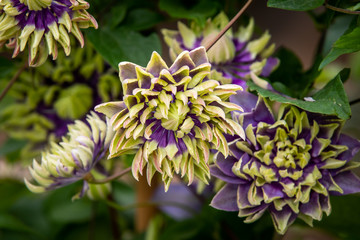 clematis florida taiga