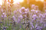 Fototapeta Lawenda - beautiful lavender flower during golden hour