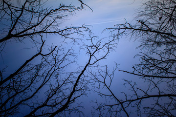 Wall Mural - night mysterious landscape in cold tones - silhouettes of the bare tree branches against dramatic cl