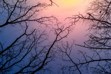 Wall Mural - night mysterious landscape in cold tones - silhouettes of the bare tree branches against dramatic cl