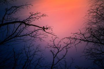 Wall Mural - night mysterious landscape in cold tones - silhouettes of the bare tree branches against dramatic cl