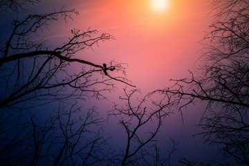 Wall Mural - night mysterious landscape in cold tones - silhouettes of the bare tree branches against dramatic cl