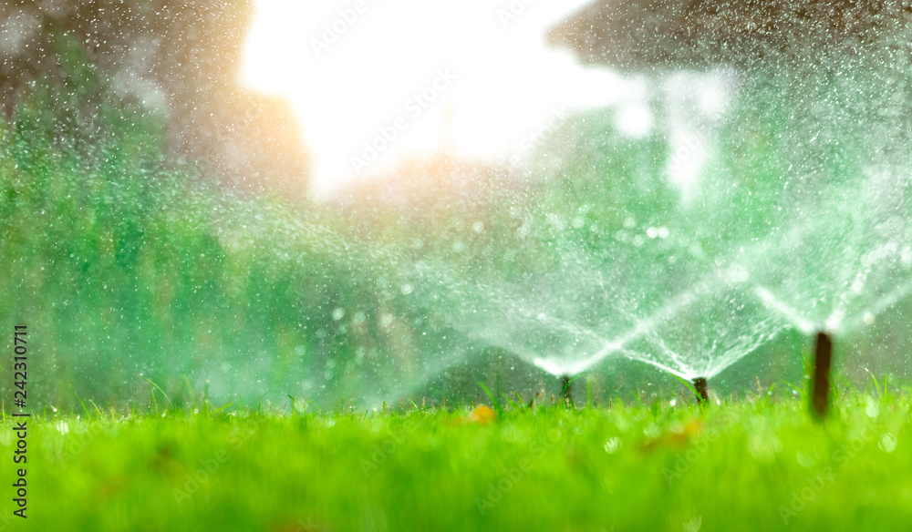 Automatic lawn sprinkler watering green grass. Sprinkler with automatic system. Garden irrigation system watering lawn. Water saving or water conservation from sprinkler system with adjustable head. - obrazy, fototapety, plakaty 