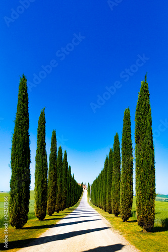 Foto Road and cypresses in Crete Senesi (Senese Clays), Italy