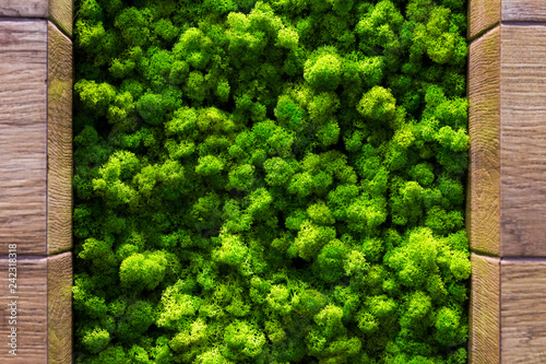 Fotografía Green moss backgruond close up interior design. top view close up