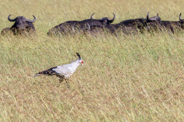 Poster - Secretary bird walking in high grass on the savannah