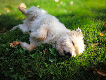 Cute Sweet Furry Dog Lying On A Grass In A City Park