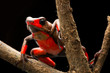 Red bullseye harlequin poison dart frog, oophaga histrionica. A poisonous animal from the tropical jungle of Colombia