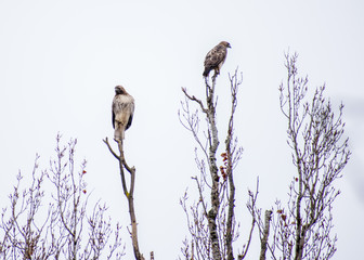 hawk's x two