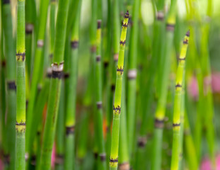 Poster - horsetail plant closeup