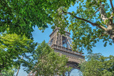 Fototapeta Paryż - Green leaves and world famous Eiffel tower in Paris