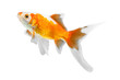 Yellow with white spots gold fish isolated on white background, carassius auratus, orange shubunkin