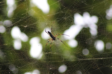 spider on a web