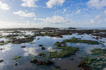 Wall Mural - Pacific Ocean coastal landscape at low tide, Fitzgerald Marine Reserve, Moss Beach, California