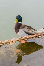 Male Mallard Duck Standing On A Lake Shore, San Francisco Bay Area, California