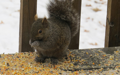 Canvas Print - Squirrel Snacks