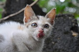 Fototapeta Koty - portrait of a cat