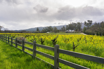 Wild mustard in bloom at a vineyard in the spring, Sonoma Valley, California