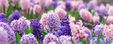 Large flower bed with multi-colored hyacinths, traditional easter flowers, flower background, easter background