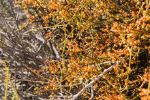 Desert Mistletoe (Phoradendron Californicum) Growing In A Shrub In Joshua Tree National Park, California