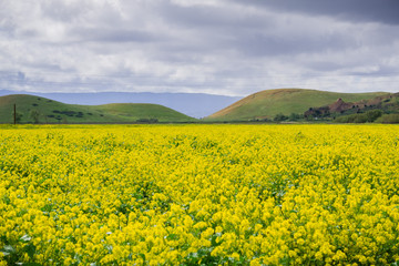 Wall Mural - Black mustard field, Coyote Hills Regional Park, San Francisco bay, California