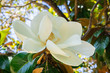 Scented Magnolia Grandiflora flower, California