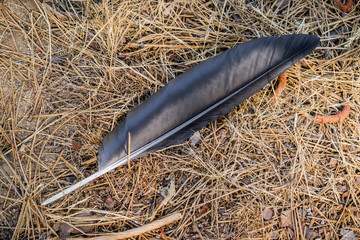 Raven feather on the ground