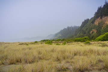 foggy coastal landscape in prairie creek redwoods state park, northern california