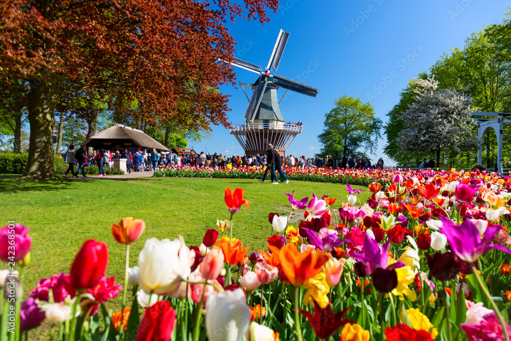 Blooming colorful tulips flowerbed in public flower garden with windmill. Popular tourist site. Lisse, Holland, Netherlands. - obrazy, fototapety, plakaty 