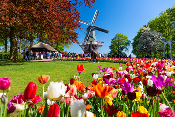 blooming colorful tulips flowerbed in public flower garden with windmill. popular tourist site. liss