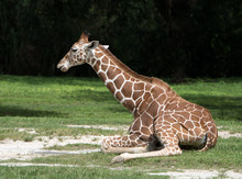 Young Giraffe With Tan Colored And White Square Spotted Coat Is Resting On Green Grass And Sand With A Dark Green Blurred Background.