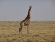 giraffe in national park Namibia africa