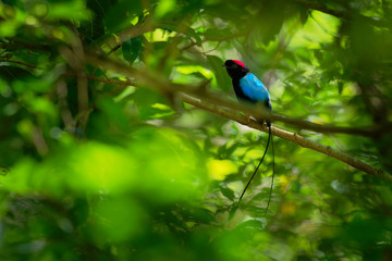 Long-tailed manakin - Chiroxiphia linearis species of bird in the Pipridae family native to Central America.