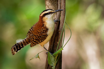 Wall Mural - rufous-naped wren - campylorhynchus rufinucha songbird of the family troglodytidae